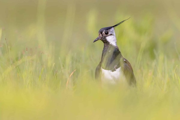 Croisières dans les fjords néo-zélandais : Paysages spectaculaires